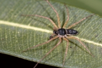 Le Philodrome disparate. Un mle (Araneae - Philodromidae - Philodromus dispar)